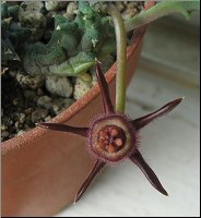 Duvalia caespitosa ssp pubescens